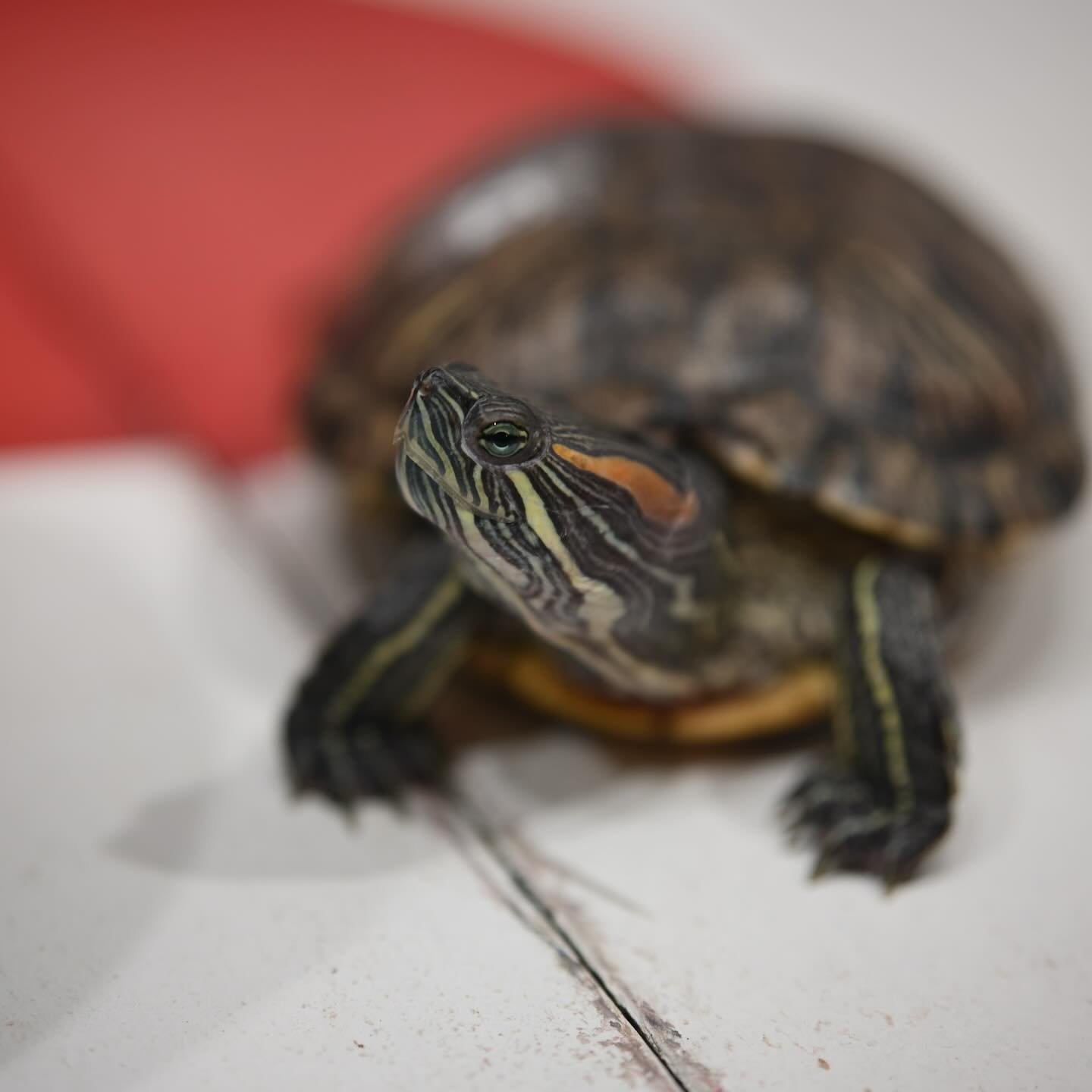 Turtle Racing at Big Joe’s