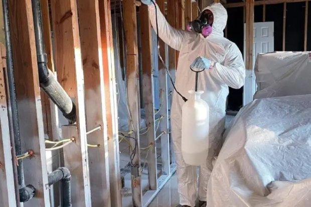 Mold Removal Experts