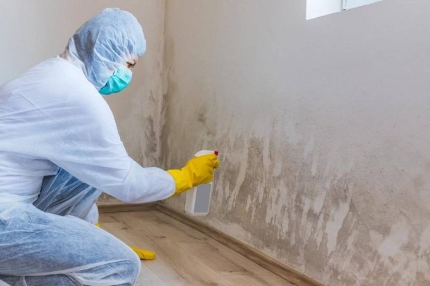 Black Mold Treatment